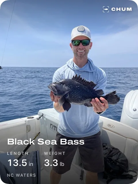 Catch card: black sea bass