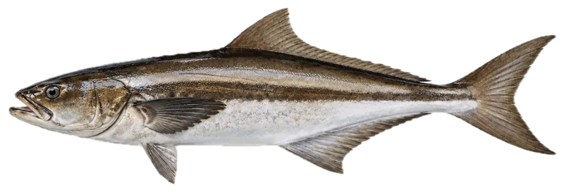 Cobia