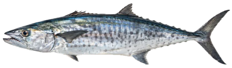 King mackerel