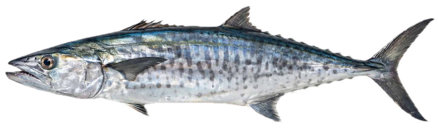 A king mackerel, freshly caught