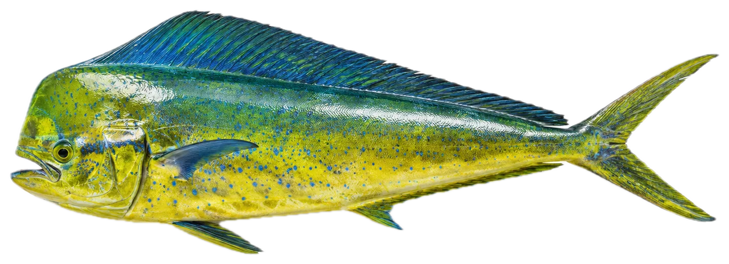 A mahi-mahi, freshly caught