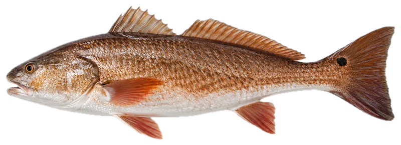 Red drum