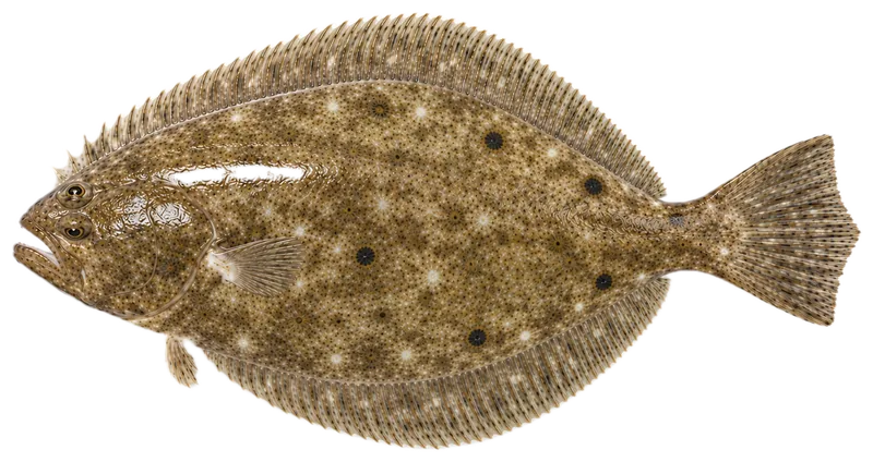 Summer flounder