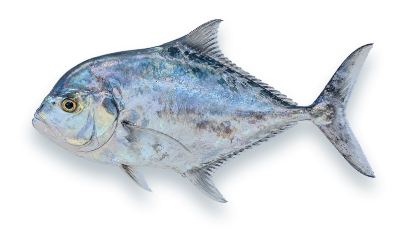 Studio photograph of an African Pompano (Alectis ciliaris), side view, on a white background