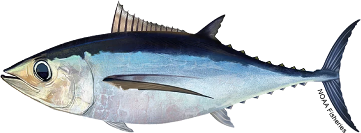 Albacore