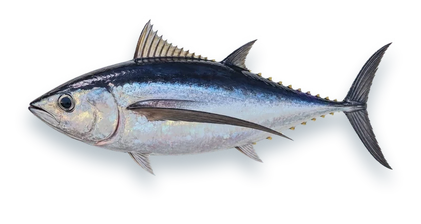 Studio photograph of an Albacore (Thunnus alalunga), side view, on a white background