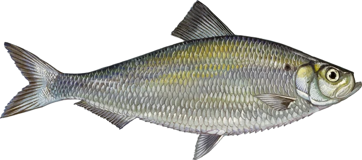 Alewife