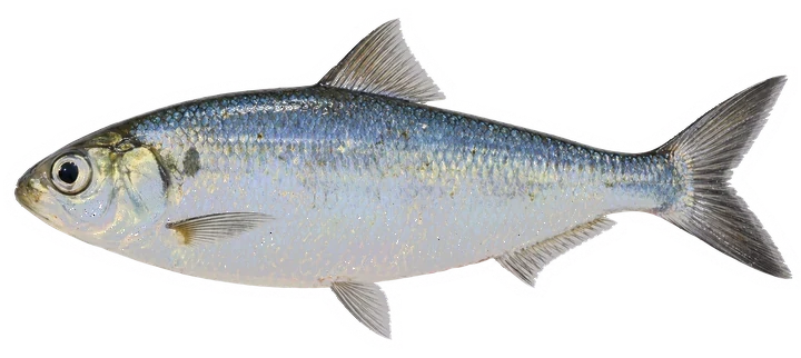 Studio photograph of an Alewife (Alosa pseudoharengus), side view, on a white background