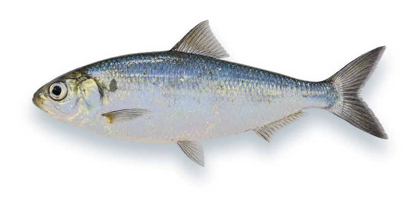 Studio photograph of an Alewife (Alosa pseudoharengus), side view, on a white background