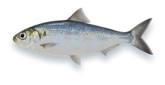 Studio photograph of an Alewife (Alosa pseudoharengus), side view, on a white background