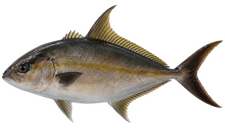 Studio photograph of an Almaco Jack (Seriola rivoliana), side view, on a white background