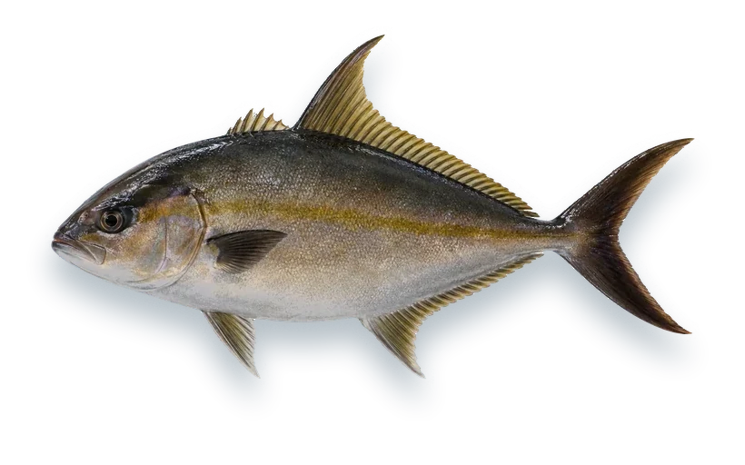 Studio photograph of an Almaco Jack (Seriola rivoliana), side view, on a white background