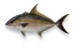 Studio photograph of an Almaco Jack (Seriola rivoliana), side view, on a white background