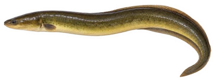 Studio photograph of an American Eel (Anguilla rostrata), side view, on a white background