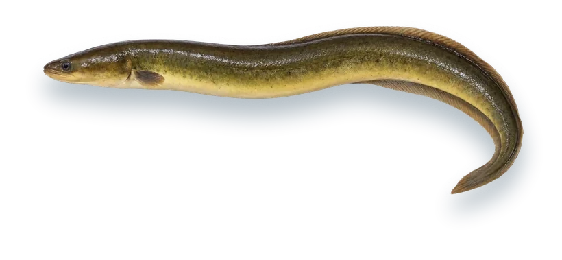 Studio photograph of an American Eel (Anguilla rostrata), side view, on a white background