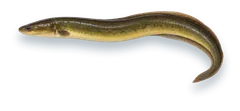 Studio photograph of an American Eel (Anguilla rostrata), side view, on a white background