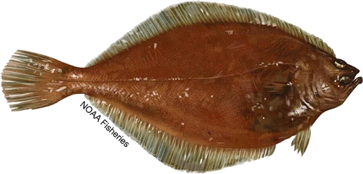 American Plaice