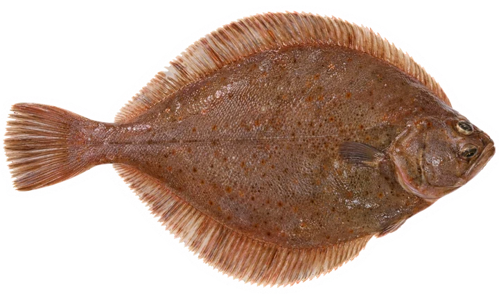 Studio photograph of an American Plaice (Hippoglossoides platessoides), seen from above, on a white background
