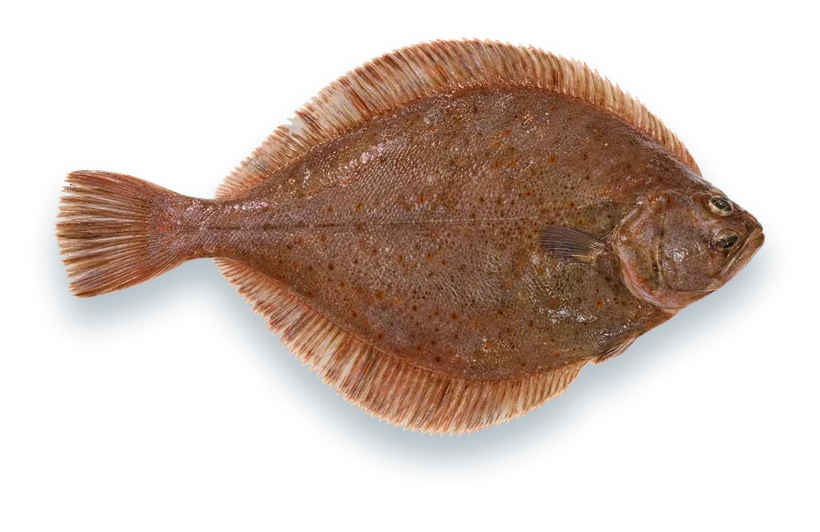Studio photograph of an American Plaice (Hippoglossoides platessoides), seen from above, on a white background