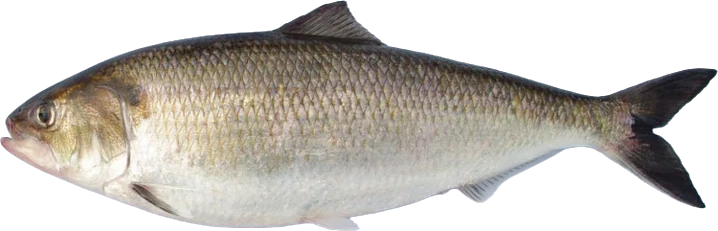 American Shad