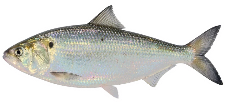 Studio photograph of an American Shad (Alosa sapidissima), side view, on a white background