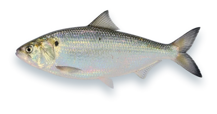 Studio photograph of an American Shad (Alosa sapidissima), side view, on a white background