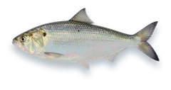 Studio photograph of an American Shad (Alosa sapidissima), side view, on a white background