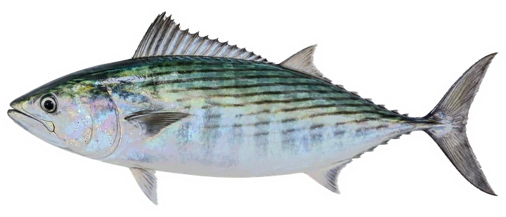 Studio photograph of an Atlantic Bonito (Sarda sarda), side view, on a white background