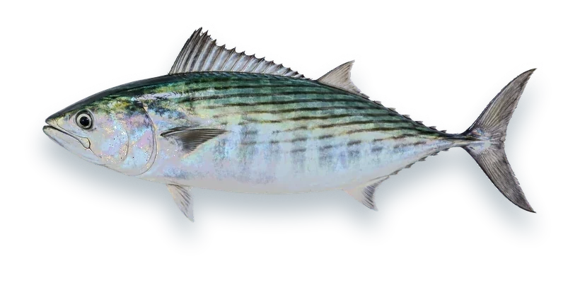 Studio photograph of an Atlantic Bonito (Sarda sarda), side view, on a white background