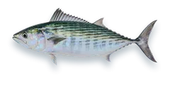 Studio photograph of an Atlantic Bonito (Sarda sarda), side view, on a white background