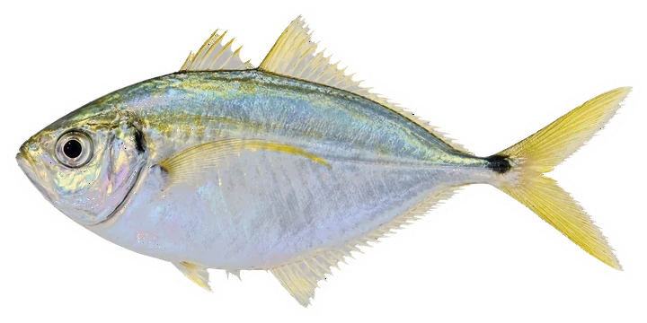 Studio photograph of an Atlantic Bumper (Chloroscombrus chrysurus), side view, on a white background