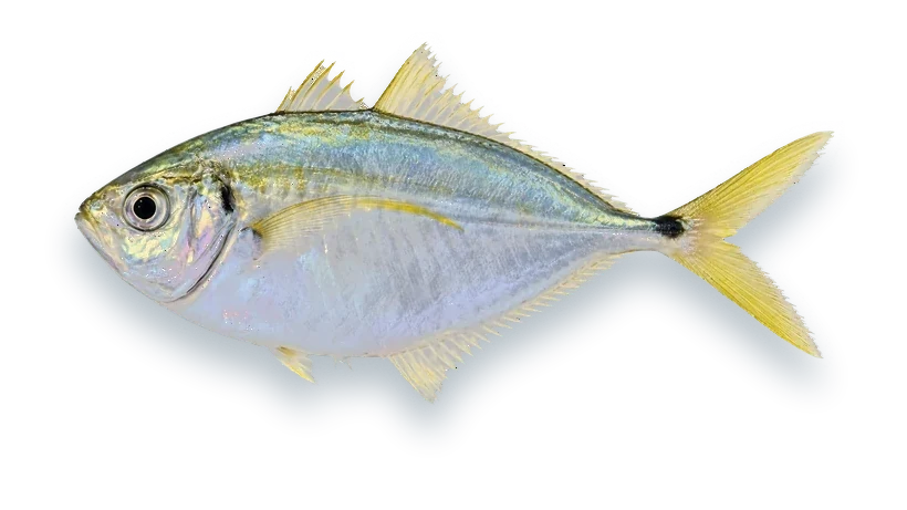 Studio photograph of an Atlantic Bumper (Chloroscombrus chrysurus), side view, on a white background
