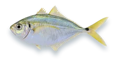 Studio photograph of an Atlantic Bumper (Chloroscombrus chrysurus), side view, on a white background