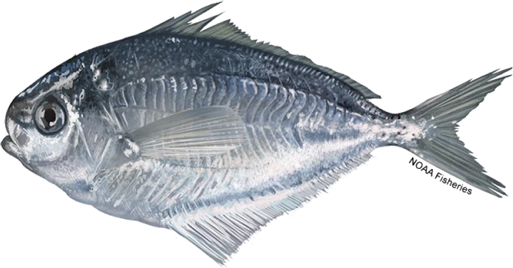 Atlantic Butterfish