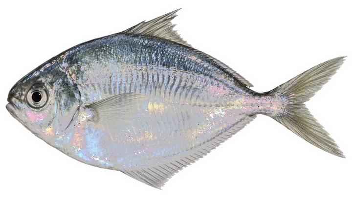 Studio photograph of an Atlantic Butterfish (Peprilus triacanthus), side view, on a white background