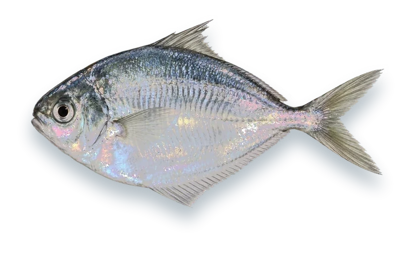 Studio photograph of an Atlantic Butterfish (Peprilus triacanthus), side view, on a white background