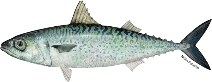 Atlantic Chub Mackerel