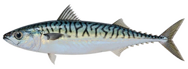 Studio photograph of an Atlantic Chub Mackerel (Scomber colias), side view, on a white background
