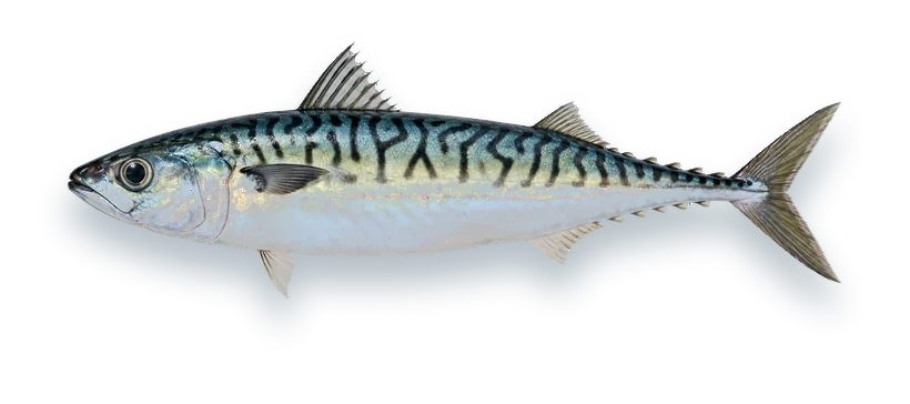 Studio photograph of an Atlantic Chub Mackerel (Scomber colias), side view, on a white background