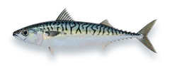 Studio photograph of an Atlantic Chub Mackerel (Scomber colias), side view, on a white background