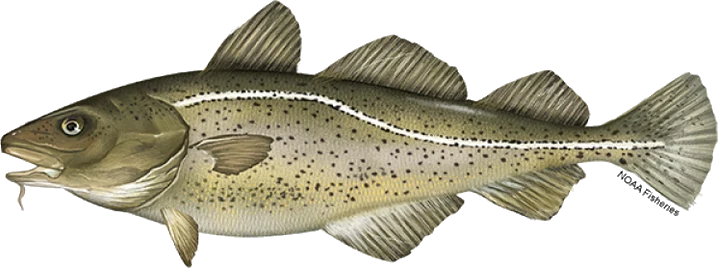 Atlantic Cod