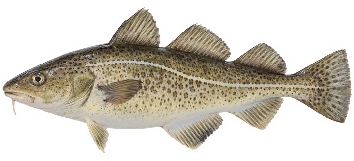 Studio photograph of an Atlantic Cod (Gadus morhua), side view, on a white background