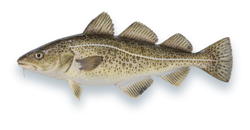Studio photograph of an Atlantic Cod (Gadus morhua), side view, on a white background