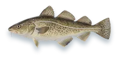 Studio photograph of an Atlantic Cod (Gadus morhua), side view, on a white background