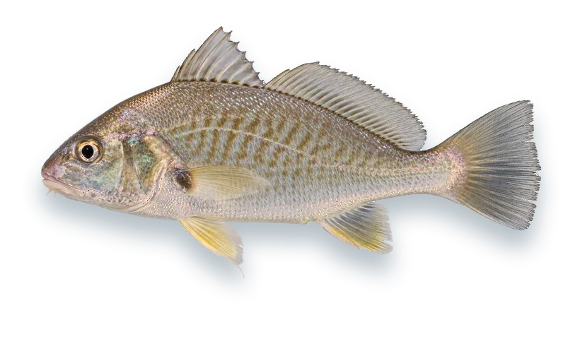 Studio photograph of an Atlantic Croaker (Micropogonias undulatus), side view, on a white background