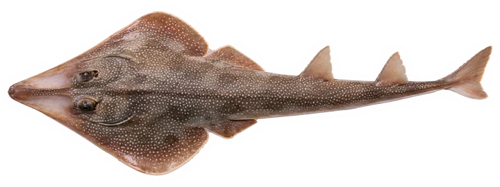 Studio photograph of an Atlantic Guitarfish (Pseudobatos lentiginosus), seen from above, on a white background