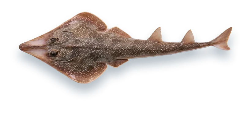 Studio photograph of an Atlantic Guitarfish (Pseudobatos lentiginosus), seen from above, on a white background