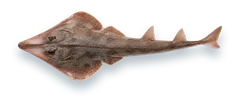 Studio photograph of an Atlantic Guitarfish (Pseudobatos lentiginosus), seen from above, on a white background