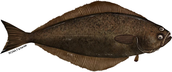 Atlantic Halibut