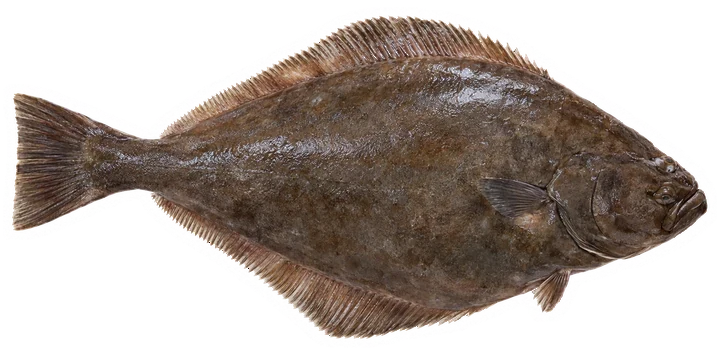 Studio photograph of an Atlantic Halibut (Hippoglossus hippoglossus), seen from above, on a white background